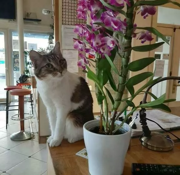 Fotos del hotel Hôtel Les Chansonniers:  11