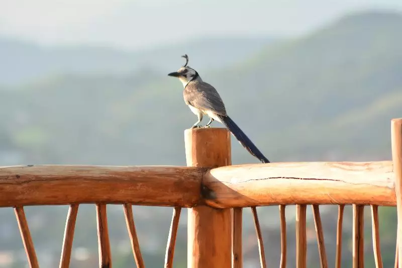 Fotos del hotel Pacifica Club:  11