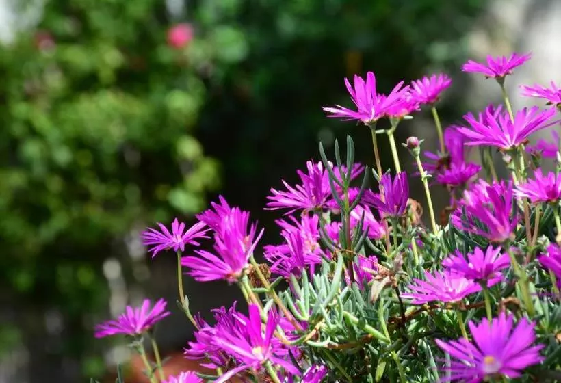 Fotos del hotel & Spa Doña Urraca San Miguel De Allende:  19