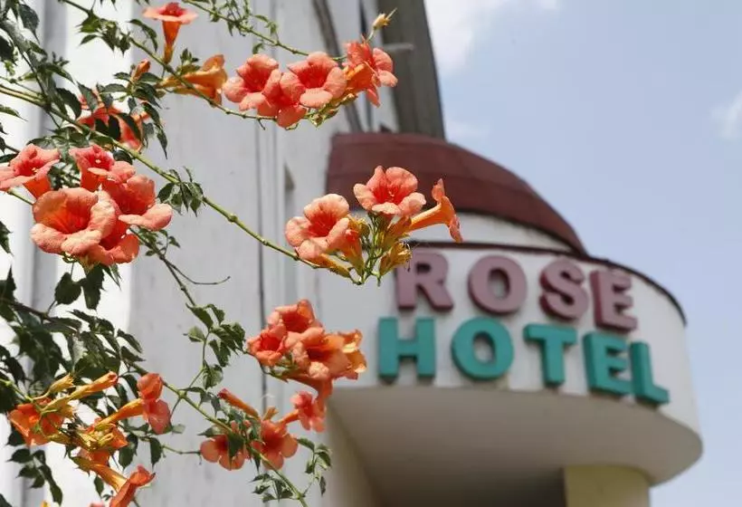 Rose