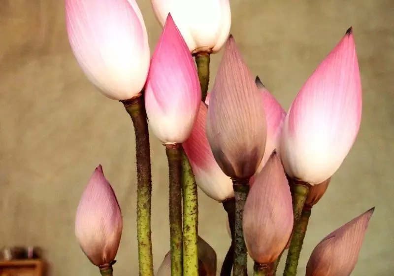 Fotos del hotel Bricàbrac:  4