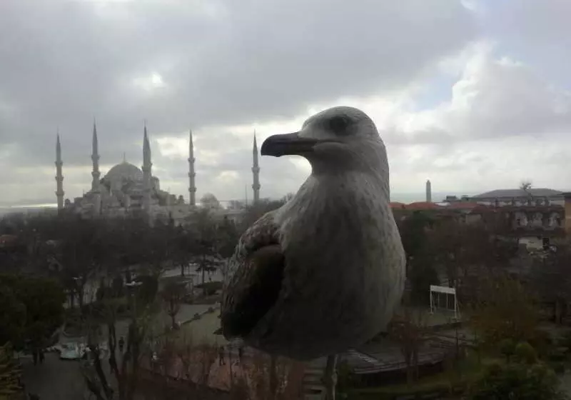 Fotos del hotel Petrol Palace:  4