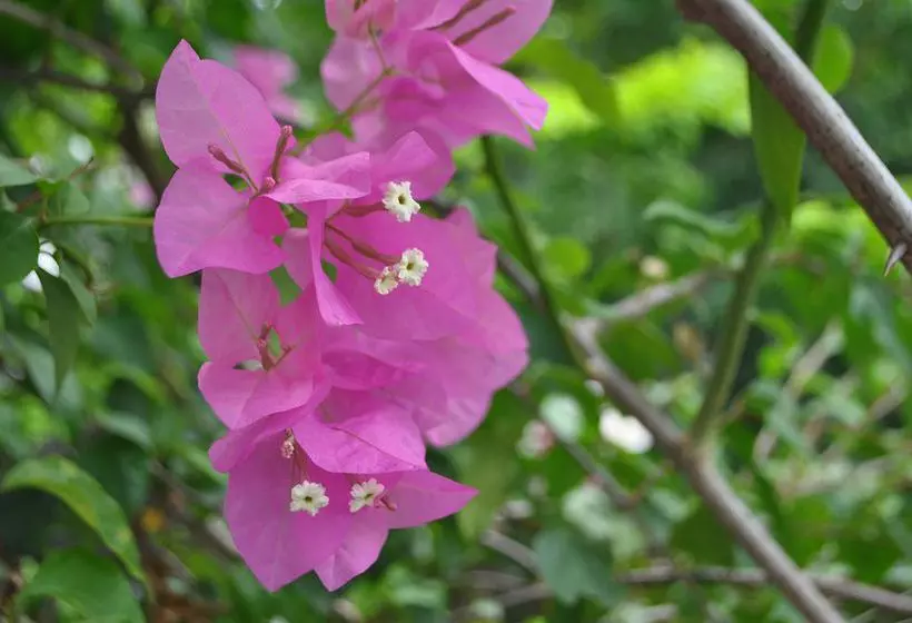 Fotos del hotel Hoi An Coco River Resort & Spa:  9