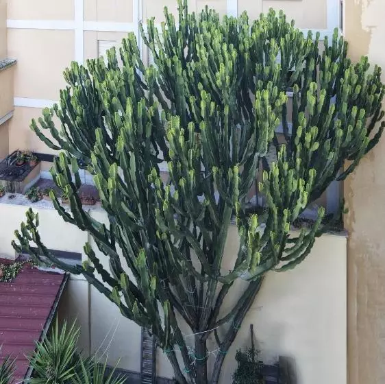 Fotos del hotel Helvetia Pisa Tower:  3