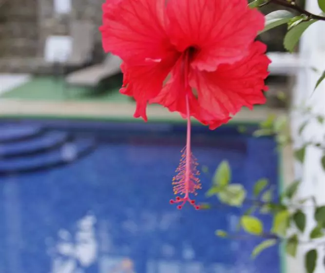 Fotos del hotel Mandarina:  10