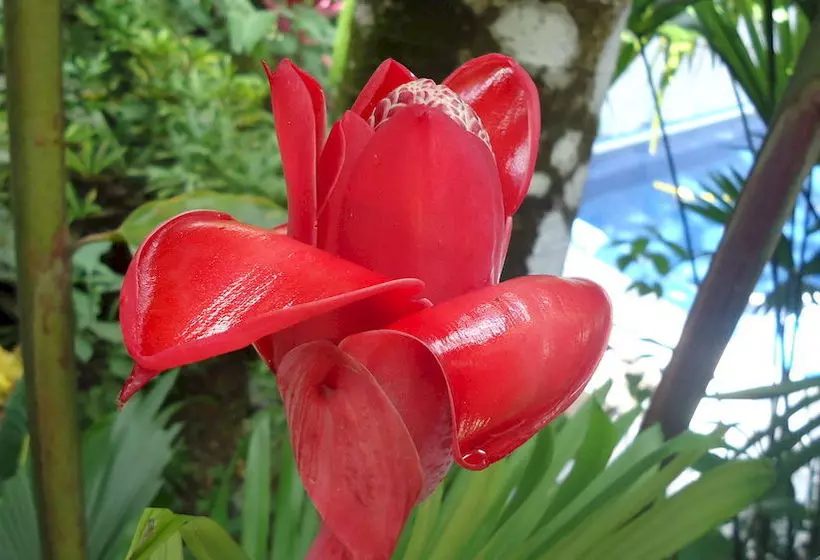 Fotos del hotel Mandarina:  15