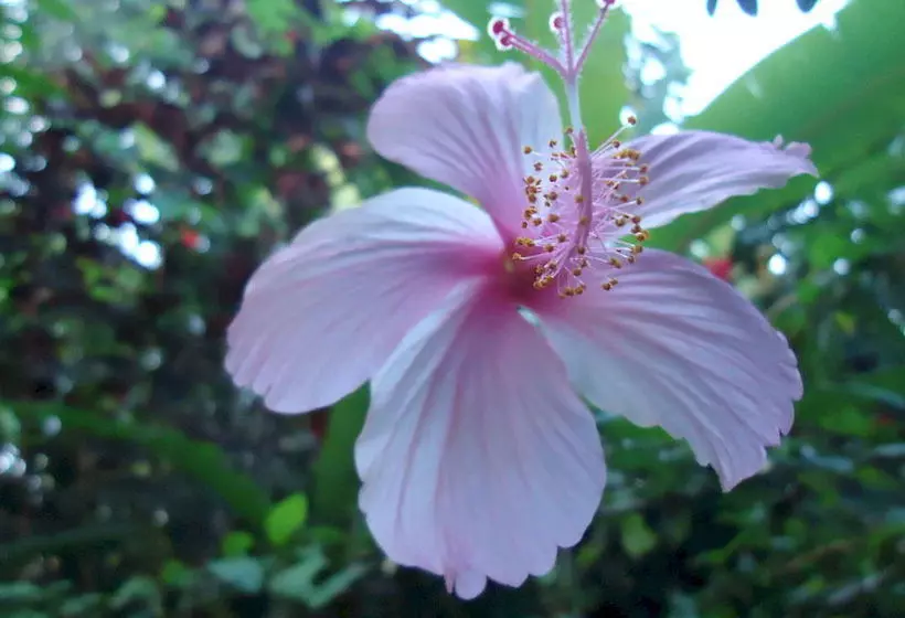 Fotos del hotel Mandarina:  20