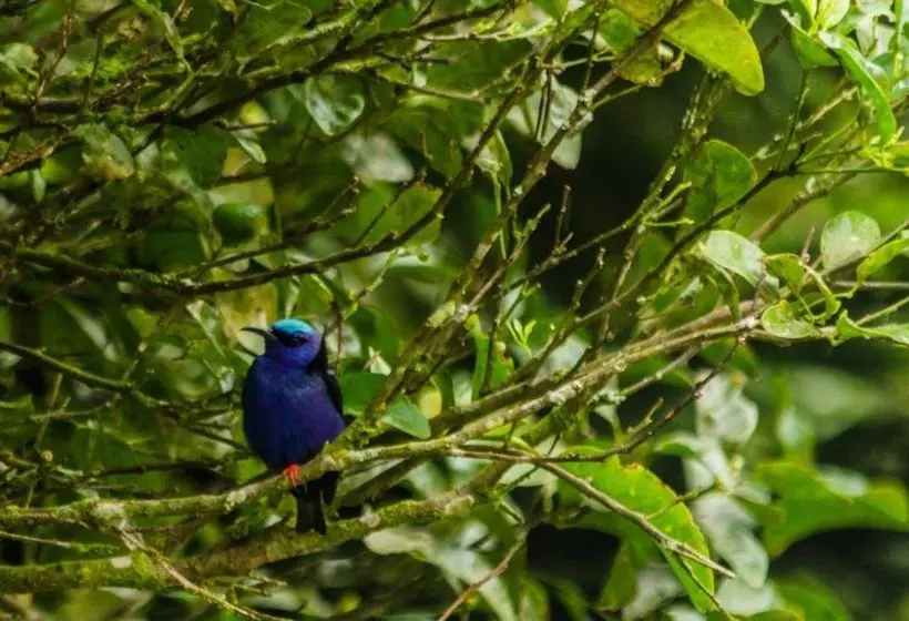 Fotos del hotel El Bosque Trails & Ecolodge:  13