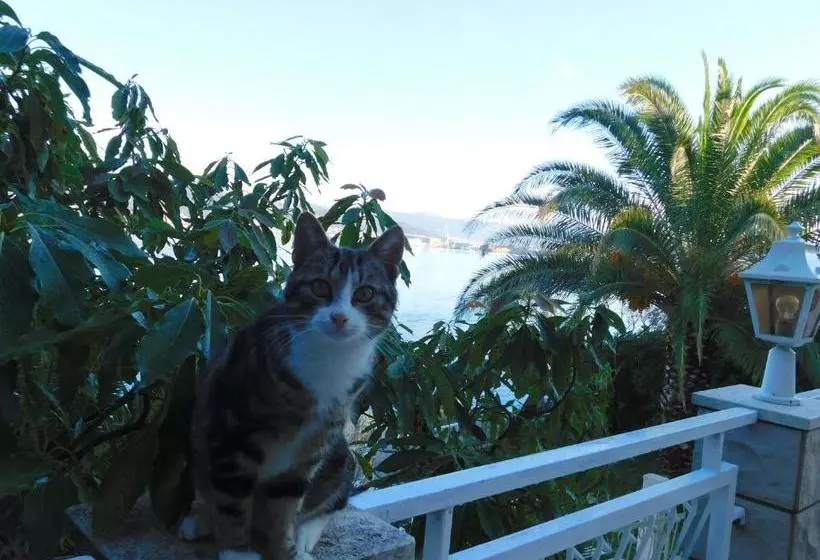 Fotos del hotel Villa Corona:  15