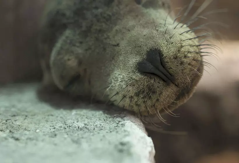 Fotos del hotel Red Mangrove Lodge Isabela:  11