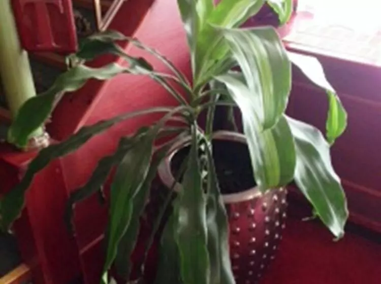 Fotos del hotel Botel Marina:  12