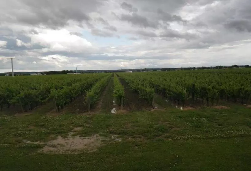 Fotos del hotel A Vineyard View Bed And Breakfast:  6